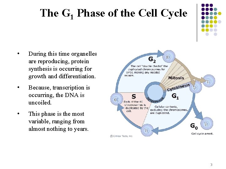 The G 1 Phase of the Cell Cycle • During this time organelles are