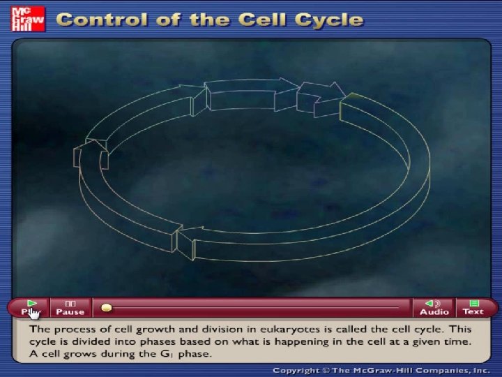 What Controls the Cell Cycle? 31 