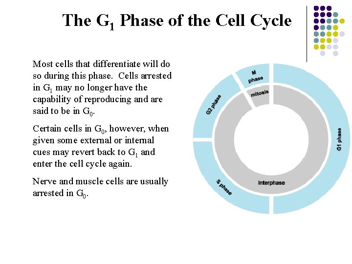 The G 1 Phase of the Cell Cycle Most cells that differentiate will do
