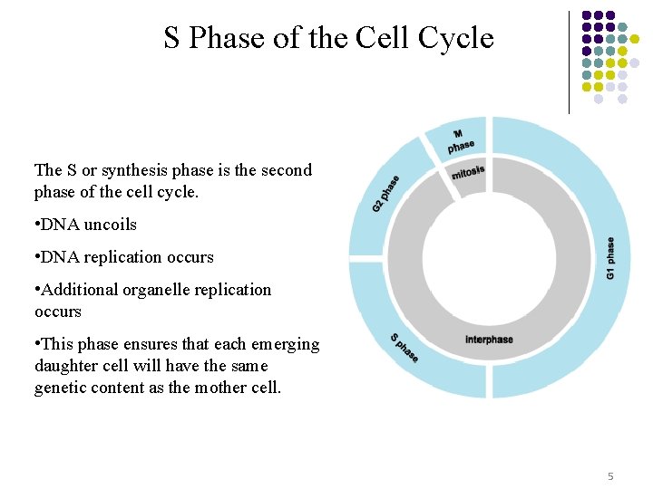 S Phase of the Cell Cycle The S or synthesis phase is the second