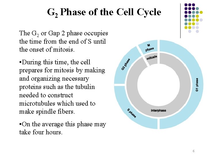 G 2 Phase of the Cell Cycle The G 2 or Gap 2 phase