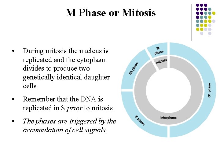 M Phase or Mitosis • During mitosis the nucleus is replicated and the cytoplasm