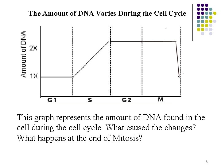 The Amount of DNA Varies During the Cell Cycle This graph represents the amount