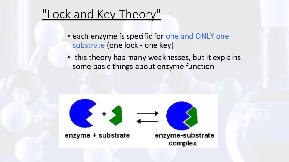 "Lock and Key Theory" • each enzyme is specific for one and ONLY one