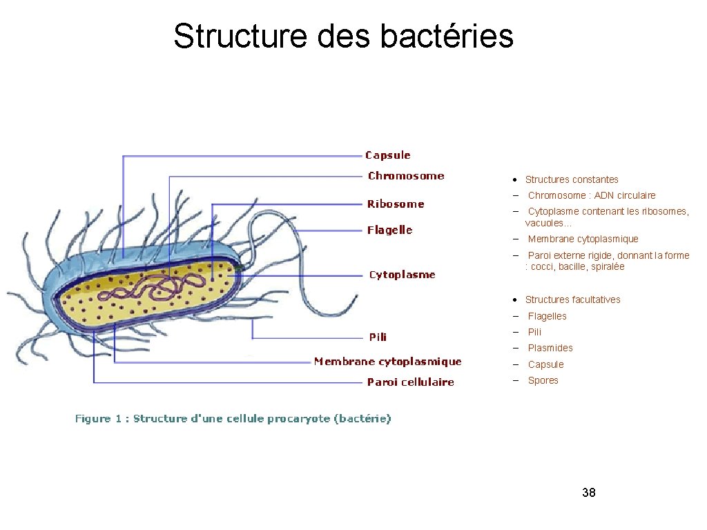 Structure des bactéries • Structures constantes – Chromosome : ADN circulaire – Cytoplasme contenant