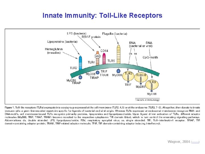 Innate Immunity: Toll-Like Receptors Wagner, 2004 (www) 