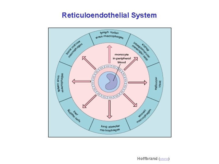 Reticuloendothelial System Hoffbrand (www) 