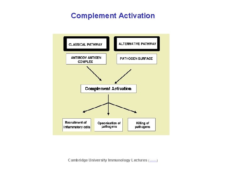 Complement Activation Cambridge University Immunology Lectures (www) 