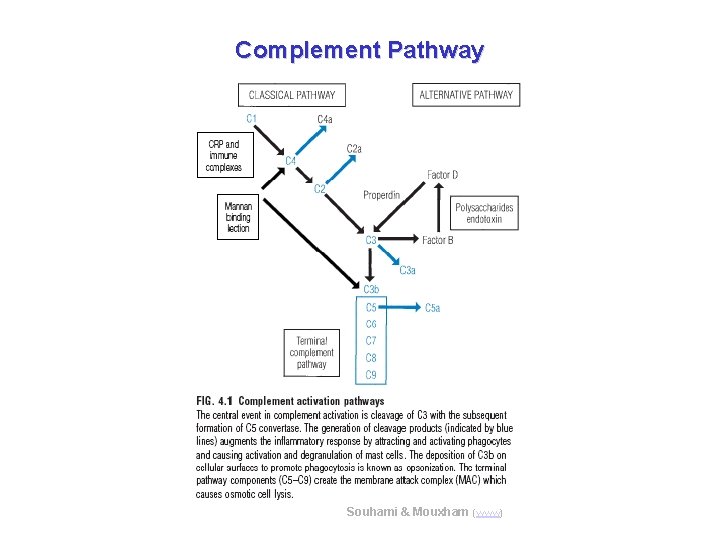 Complement Pathway Souhami & Mouxham (www) 