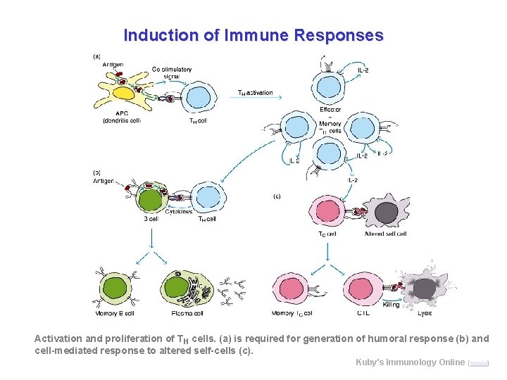 Induction of Immune Responses Activation and proliferation of TH cells. (a) is required for