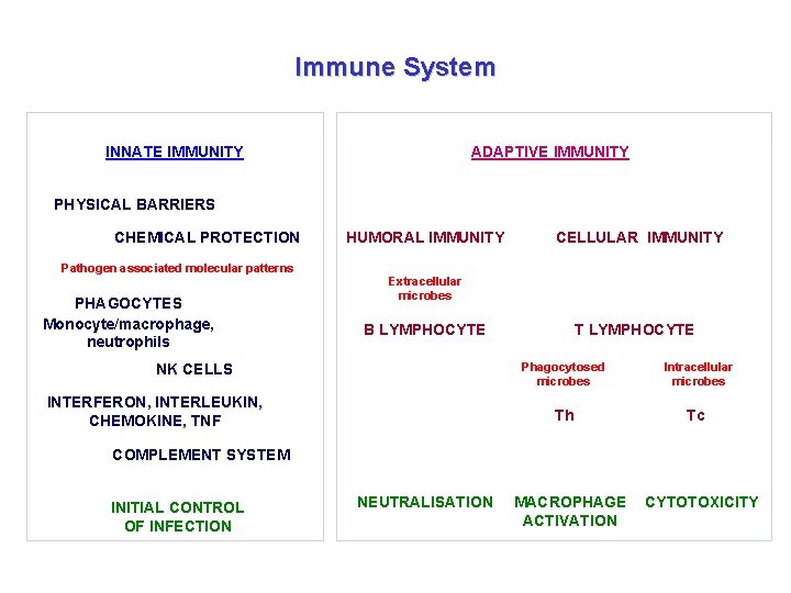 Immune System INNATE IMMUNITY ADAPTIVE IMMUNITY PHYSICAL BARRIERS CHEMICAL PROTECTION Pathogen associated molecular patterns