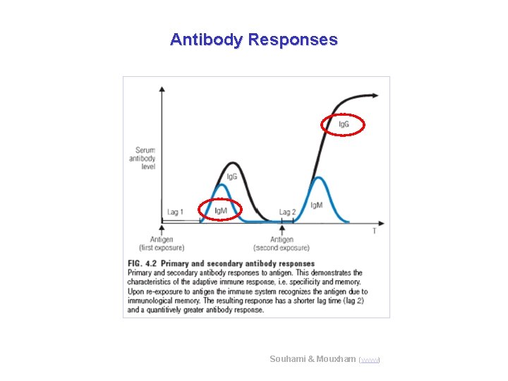 Antibody Responses Souhami & Mouxham (www) 