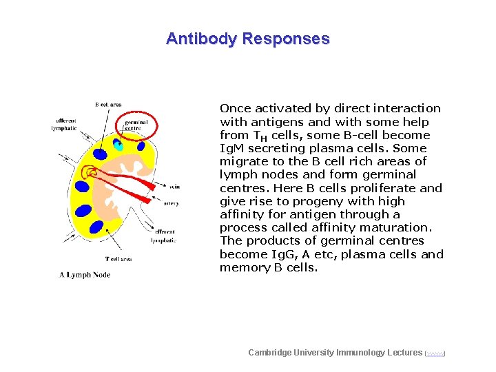 Antibody Responses Once activated by direct interaction with antigens and with some help from