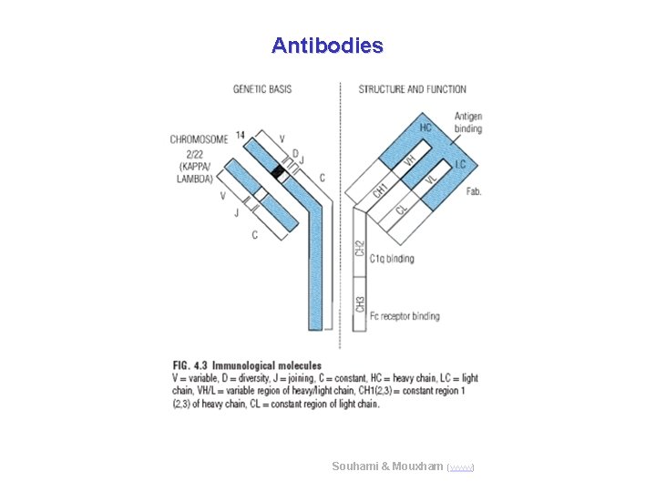 Antibodies Souhami & Mouxham (www) 