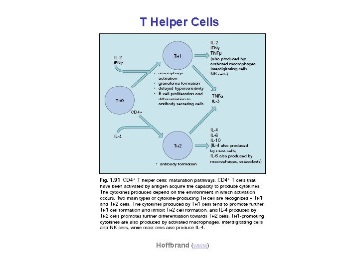 T Helper Cells Hoffbrand (www) 