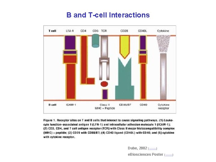 B and T-cell Interactions Dube, 2002 (www) e. Biosciences Poster (www) 