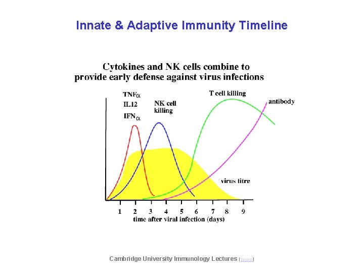 Innate & Adaptive Immunity Timeline Cambridge University Immunology Lectures (www) 