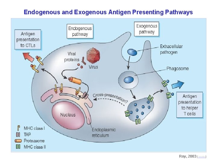 Endogenous and Exogenous Antigen Presenting Pathways Roy, 2003 (www) 