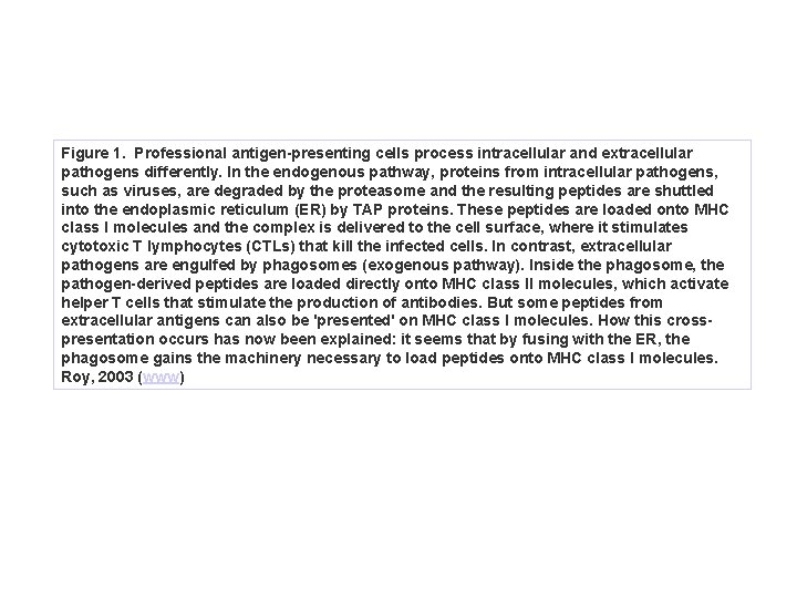 Figure 1. Professional antigen-presenting cells process intracellular and extracellular pathogens differently. In the endogenous