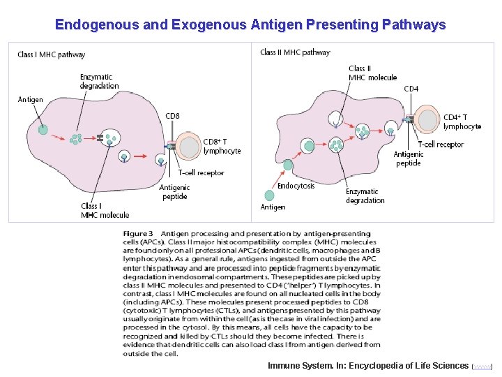 Endogenous and Exogenous Antigen Presenting Pathways Immune System. In: Encyclopedia of Life Sciences (www)