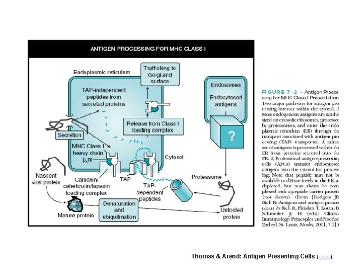 Thomas & Arend: Antigen Presenting Cells (www) 