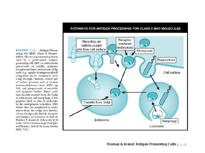 Thomas & Arend: Antigen Presenting Cells (www) 