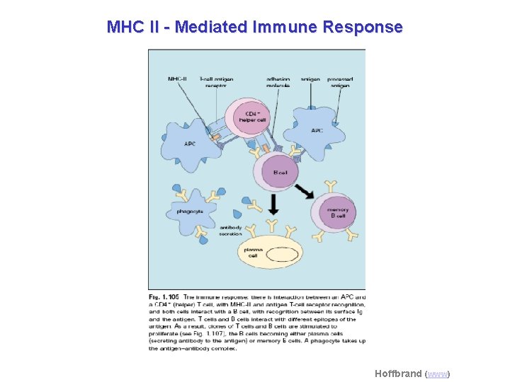 MHC II - Mediated Immune Response Hoffbrand (www) 