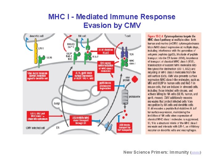 MHC I - Mediated Immune Response Evasion by CMV New Science Primers: Immunity (www)