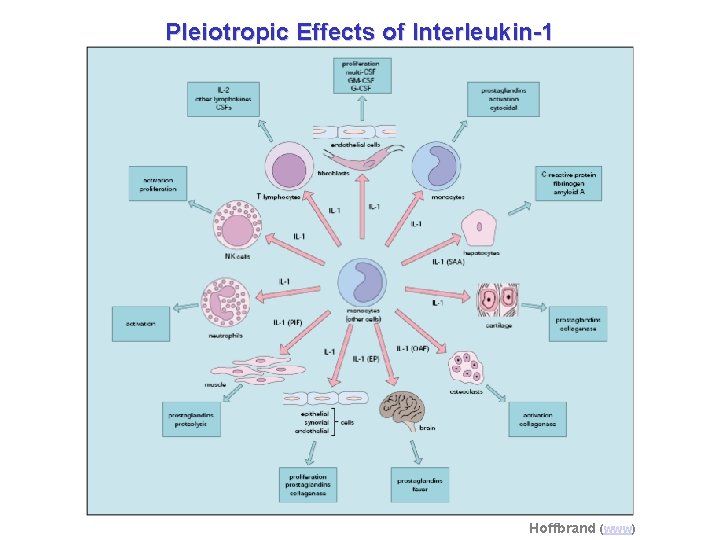 Pleiotropic Effects of Interleukin-1 Hoffbrand (www) 