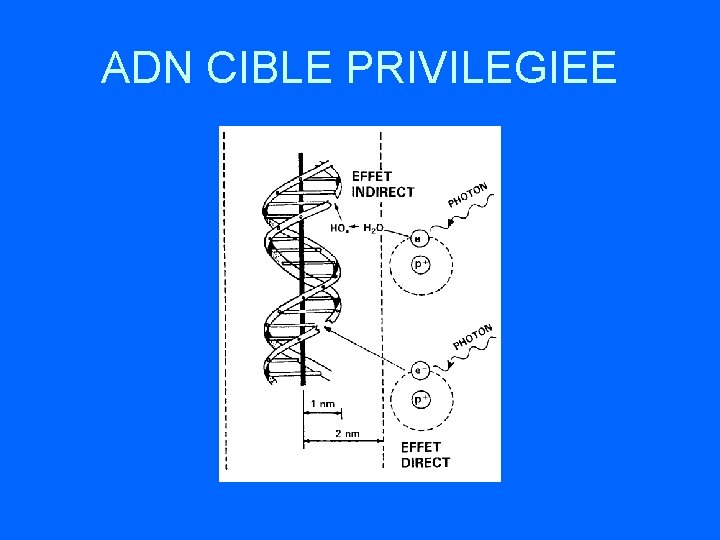 ADN CIBLE PRIVILEGIEE 