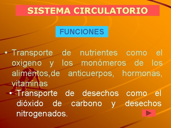 SISTEMA CIRCULATORIO FUNCIONES • Transporte de nutrientes como el oxigeno y los monómeros de