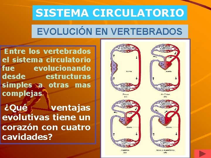 SISTEMA CIRCULATORIO EVOLUCIÓN EN VERTEBRADOS Entre los vertebrados el sistema circulatorio fue evolucionando desde