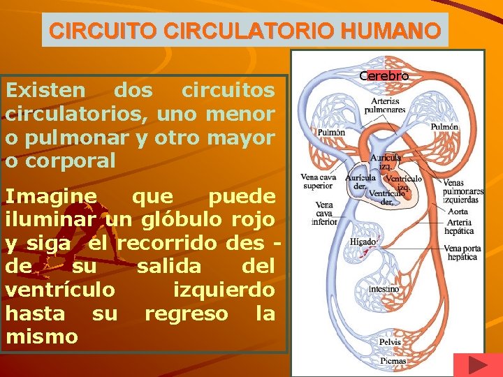 CIRCUITO CIRCULATORIO HUMANO Existen dos circuitos circulatorios, uno menor o pulmonar y otro mayor