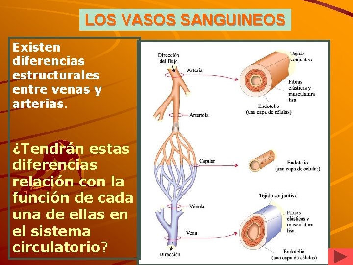 LOS VASOS SANGUINEOS Existen diferencias estructurales entre venas y arterias. ¿Tendrán estas diferencias relación