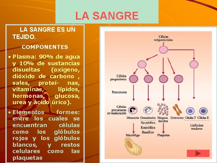 LA SANGRE ES UN TEJIDO. COMPONENTES • Plasma: 90% de agua y 10% de