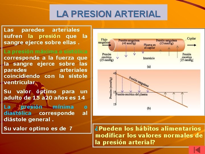 LA PRESION ARTERIAL Las paredes arteriales sufren la presión que la sangre ejerce sobre