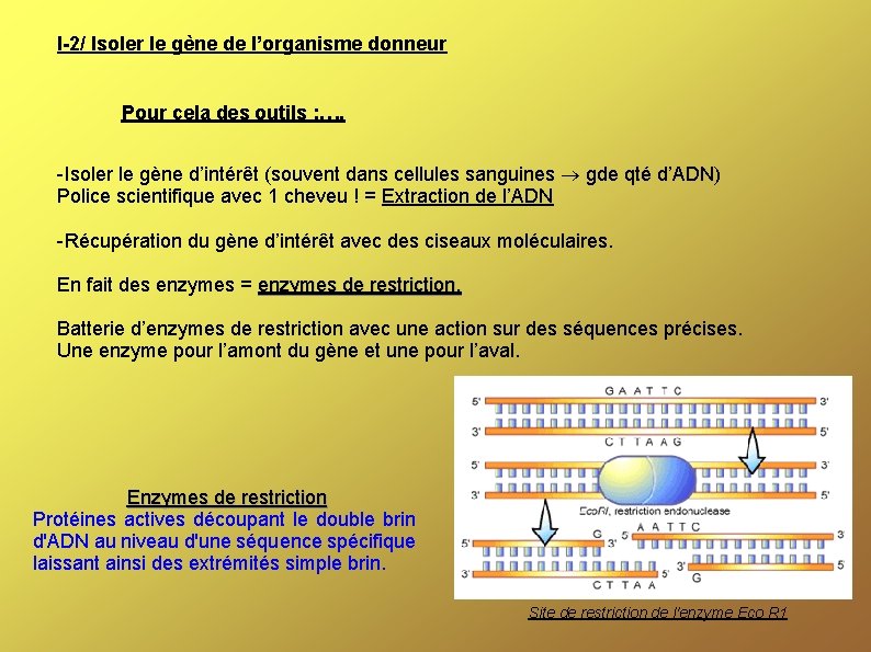 I-2/ Isoler le gène de l’organisme donneur Pour cela des outils : …. -Isoler