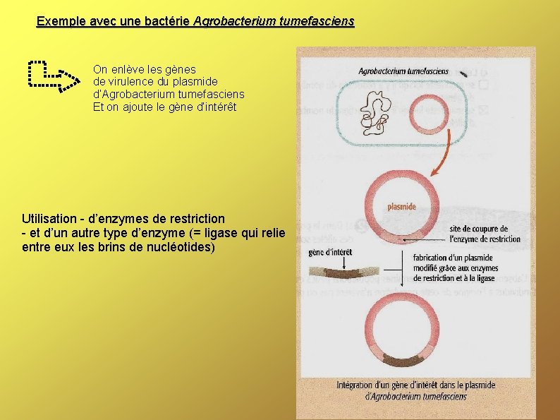 Exemple avec une bactérie Agrobacterium tumefasciens On enlève les gènes de virulence du plasmide