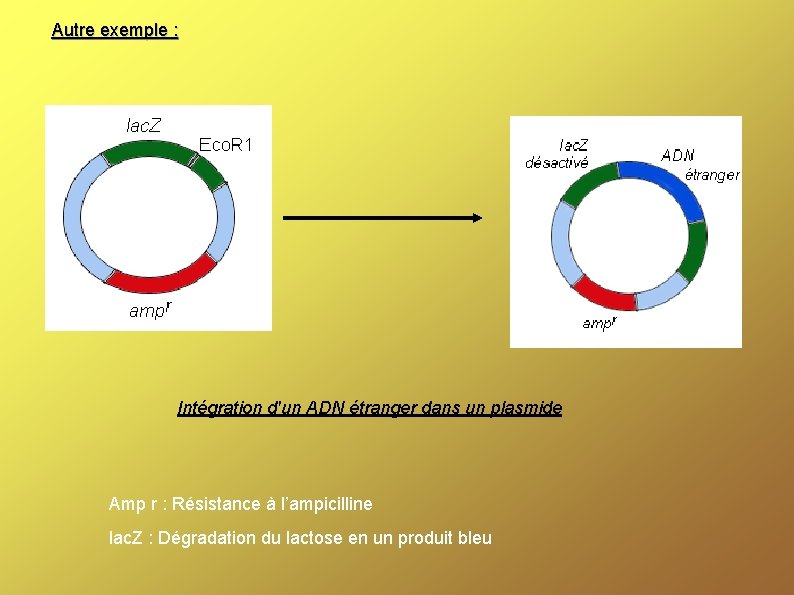 Autre exemple : Intégration d'un ADN étranger dans un plasmide Amp r : Résistance