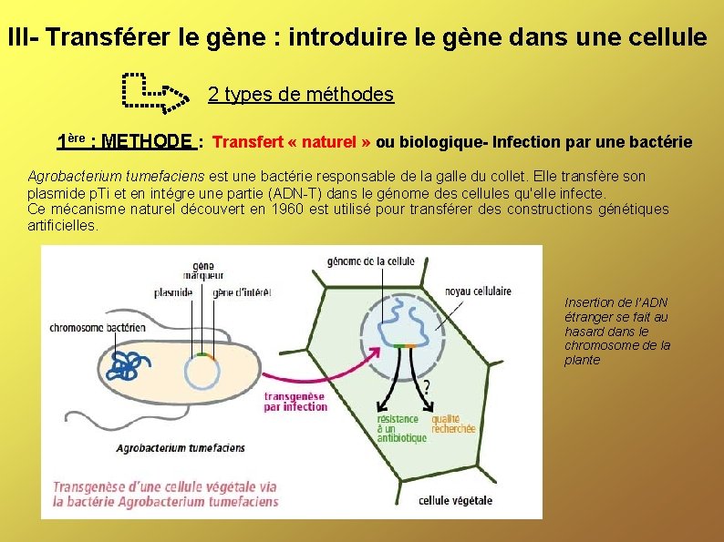 III- Transférer le gène : introduire le gène dans une cellule 2 types de