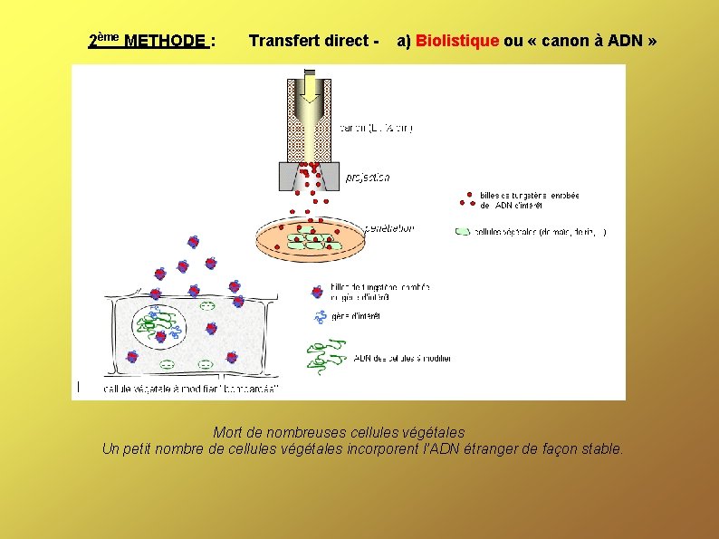 2ème METHODE : Transfert direct - a) Biolistique ou « canon à ADN »