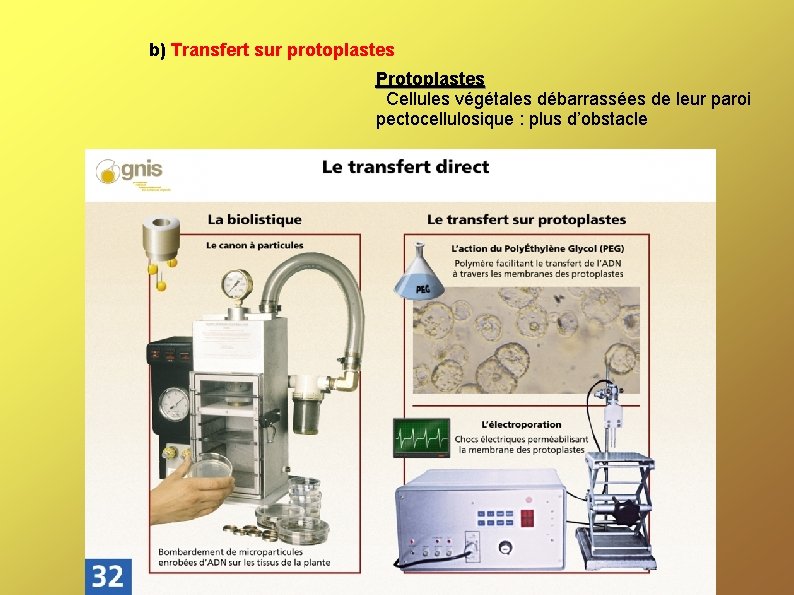 b) Transfert sur protoplastes Protoplastes Cellules végétales débarrassées de leur paroi pectocellulosique : plus