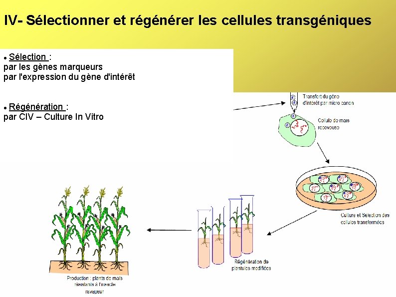 IV- Sélectionner et régénérer les cellules transgéniques Sélection : par les gènes marqueurs par
