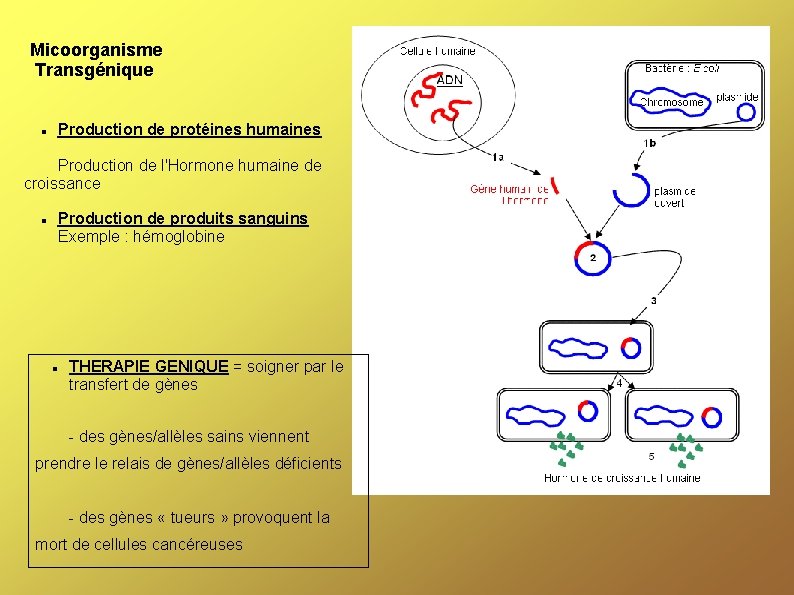 Micoorganisme Transgénique Production de protéines humaines Production de l'Hormone humaine de croissance Production de