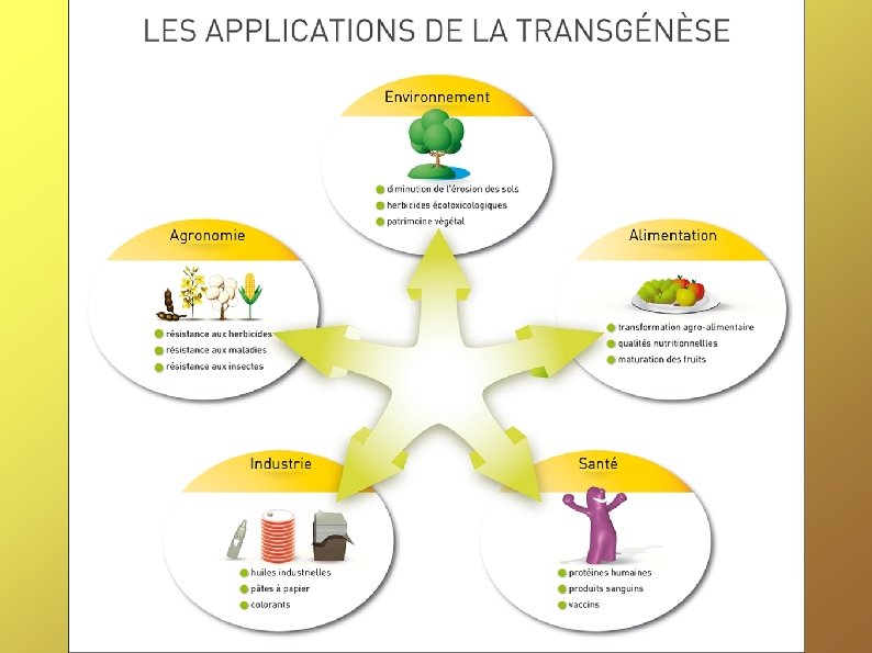 3. Les applications de la Transgenèse 