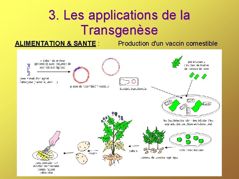 3. Les applications de la Transgenèse ALIMENTATION & SANTE : Production d'un vaccin comestible