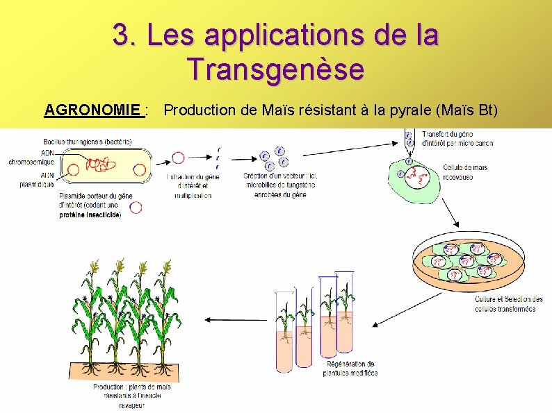 3. Les applications de la Transgenèse AGRONOMIE : Production de Maïs résistant à la