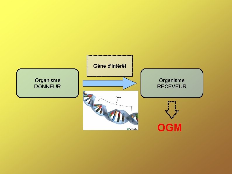 Gène d'intérêt Organisme DONNEUR Organisme RECEVEUR OGM 