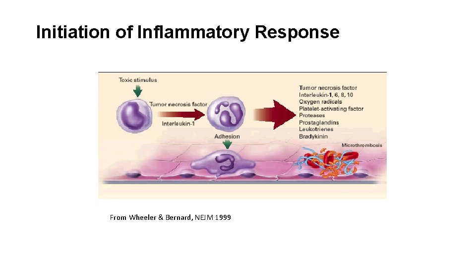 Initiation of Inflammatory Response From Wheeler & Bernard, NEJM 1999 