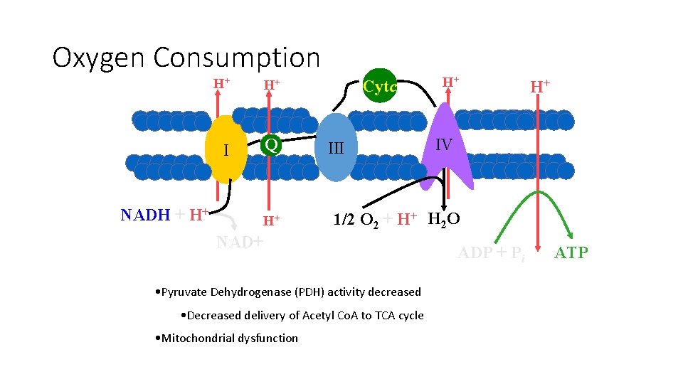 Oxygen Consumption H+ H+ I Q NADH + H+ H+ Cytc III H+ IV